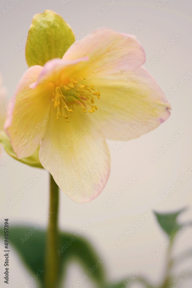 Fototapeta premium Hellebores white and pink flower closeup.
