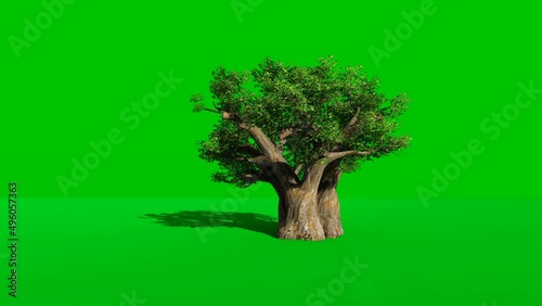 Rotating green background with baobab tree.