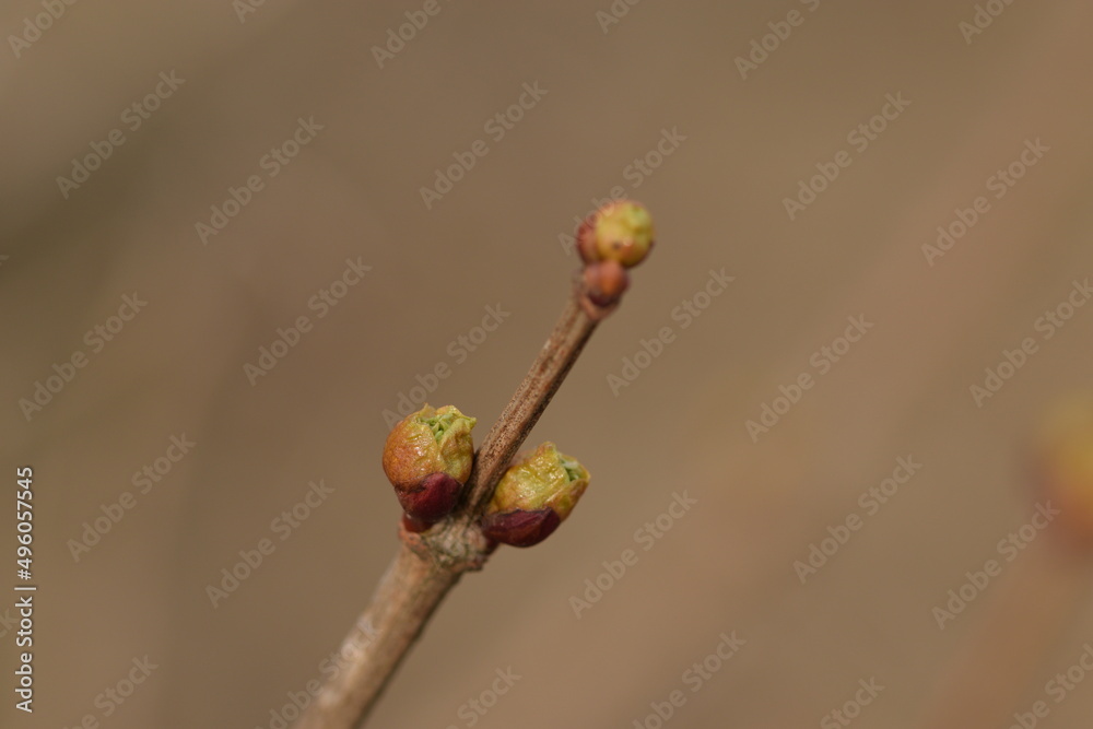 Viburnum buds, guelder rose buds closeup on spring, space for text. Viburnum buds, guelder rose buds closeup on spring, space for text.
