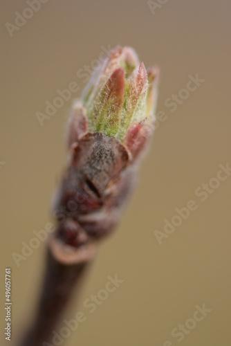  Flowe buds closeup of apple tree variety Rubinola in organic orchard, green tip phase, apple bud macro. photo