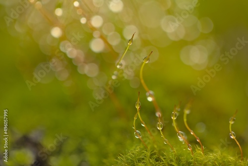 moss covered in dew drops