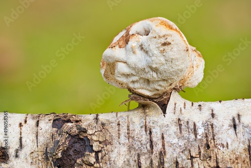 Large tree mushroom growing from fallen birch