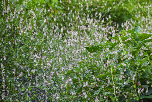purple and white bushy plants in forest
