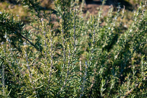 Organically grown rosemary twigs in the garden