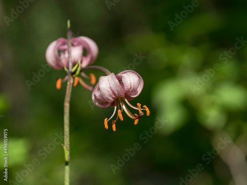 Lonely Martagon lily  Turk   s cap lily  Lilium martagon  an old Eurasian garden plant  blooming in a shady garden  closeup with selective focus and copy space