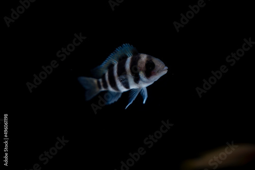 Cichlid fish in the aquarium, amazing colors. selective focus. white and black background