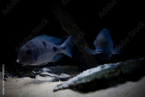 Cichlid fish in the aquarium, amazing colors. selective focus. white and black background photo