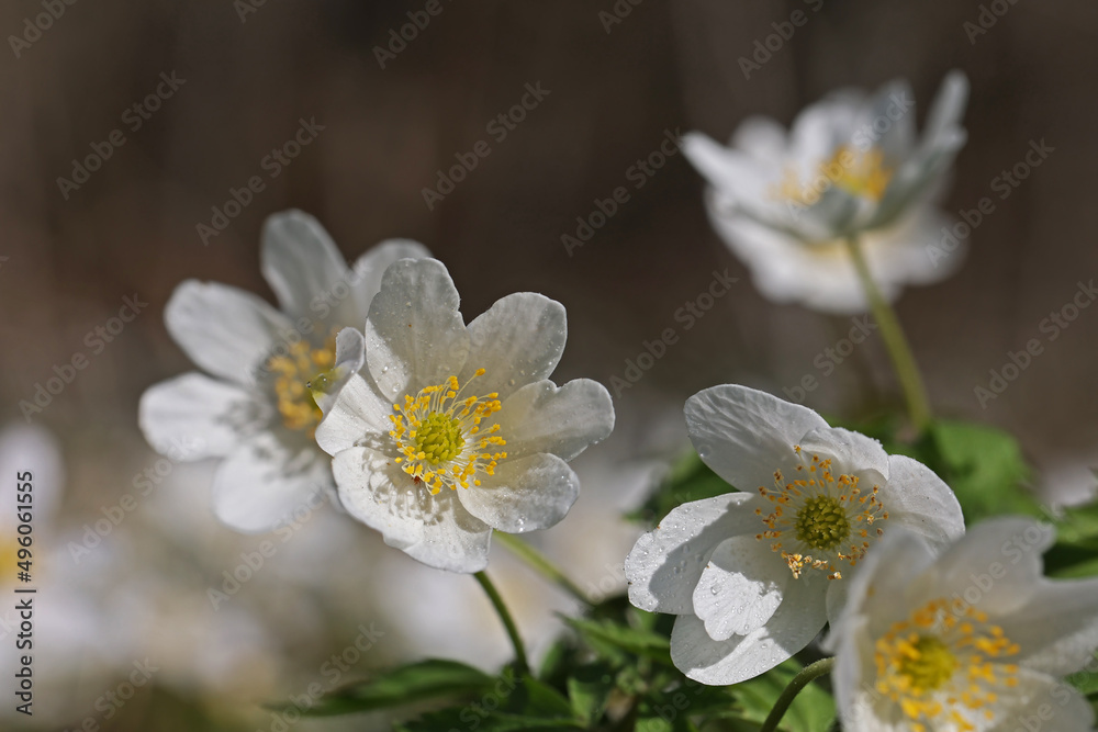 Anemone nemorosa - early flowers in the forest in spring Anemone nemorosa - early flowers in the forest in spring