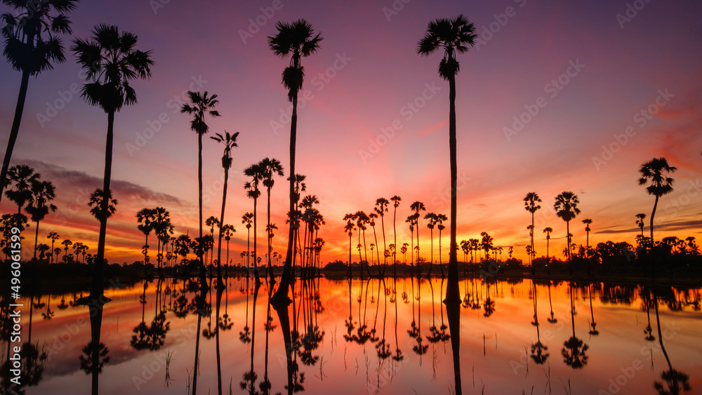 Fototapeta premium Beautiful landscape Silhouette of Sugar Palm Tree on Orange Sky at Twilight Time. Reflection on the water. Pathum Thani Province, Thailand. in the morning