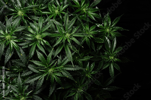 Cannabis bush on black background. Layout of fresh wet marijuana leaves, watering weed plant, top view. Hemp recreation, growing concept.