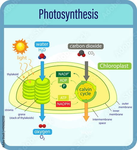 Diagram showing process of photosynthesis with plant and cells