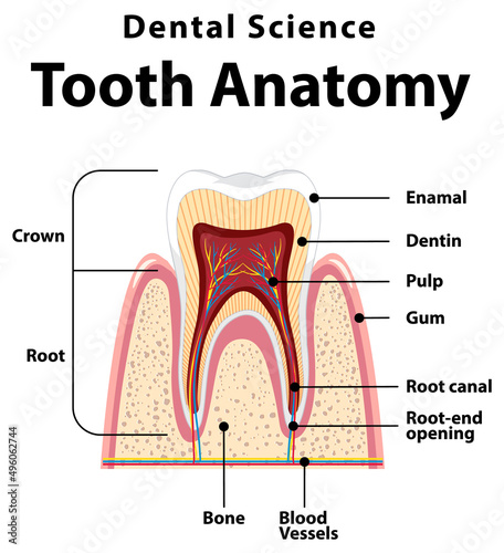 Infographic of human in dental science tooth anatomy