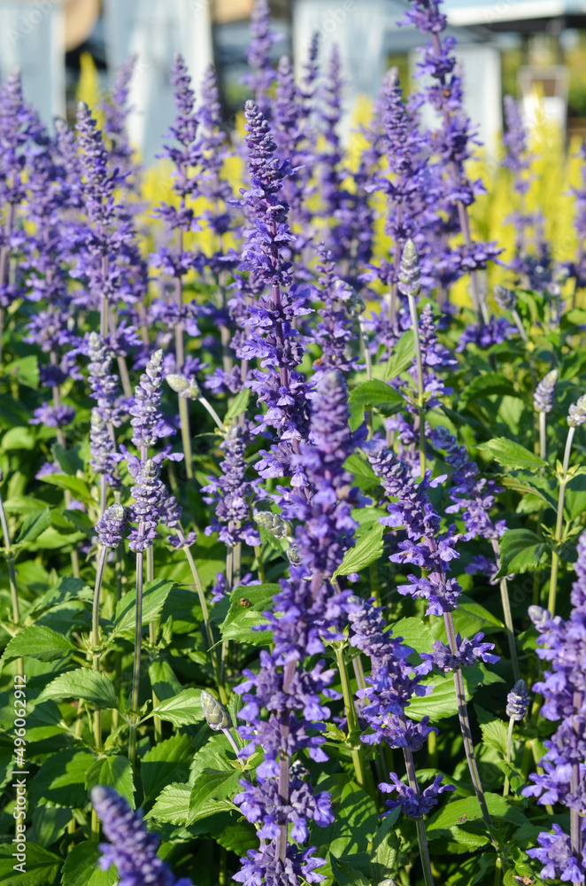 field of blue salvia or salvia splendens flower in garden field of blue salvia or salvia splendens flower in garden