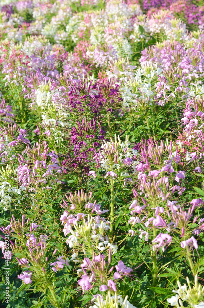 field of colorful cleome spider flower in the garden