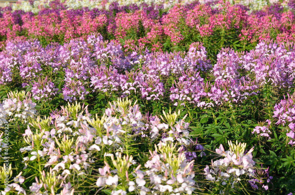 field of colorful cleome spider flower in the garden