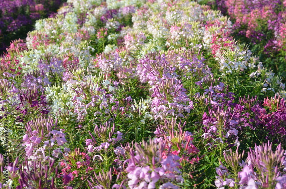 field of colorful cleome spider flower in the garden