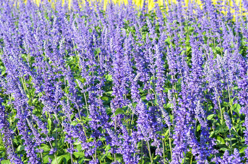 field of blue salvia or salvia splendens flower in garden