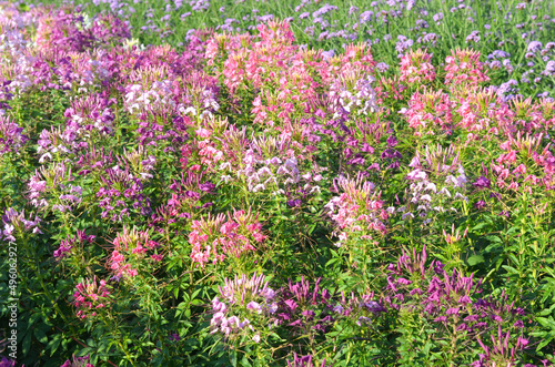 field of colorful cleome spider flower in the garden