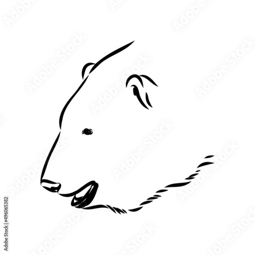 Polar bear illustration, drawing, engraving, ink, line art, vector