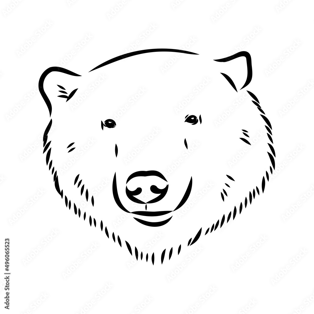 Fototapeta premium Polar bear illustration, drawing, engraving, ink, line art, vector