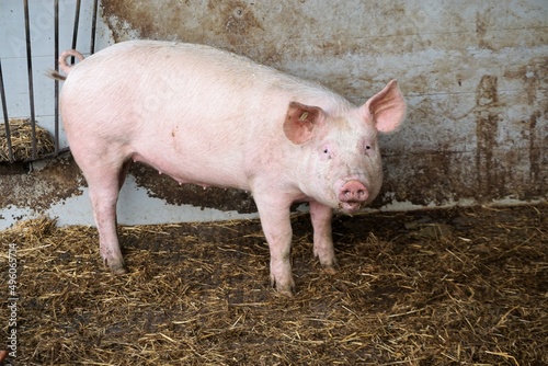 Rosa Schwein in Stall auf Bauernhof  photo