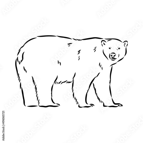 Polar bear illustration, drawing, engraving, ink, line art, vector