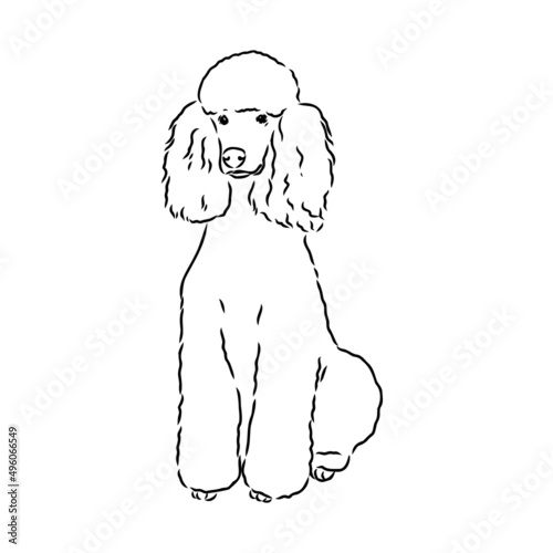 Sketch of poodle. Dog breed. Black outline on transparent background