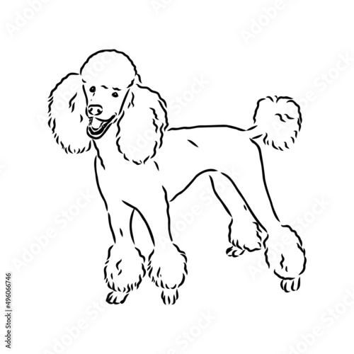 Sketch of poodle. Dog breed. Black outline on transparent background
