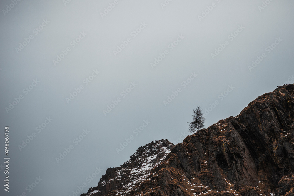 lone tree and snow covered mountains