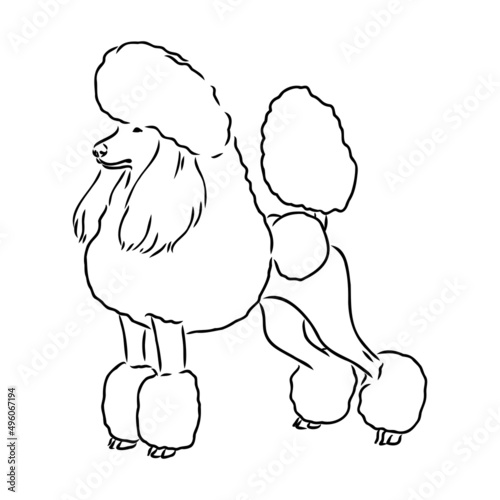 Sketch of poodle. Dog breed. Black outline on transparent background