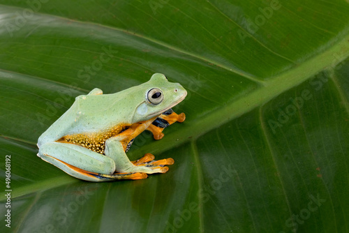 Flying frog (Rhacophorus reinwardtii) on a leaf.