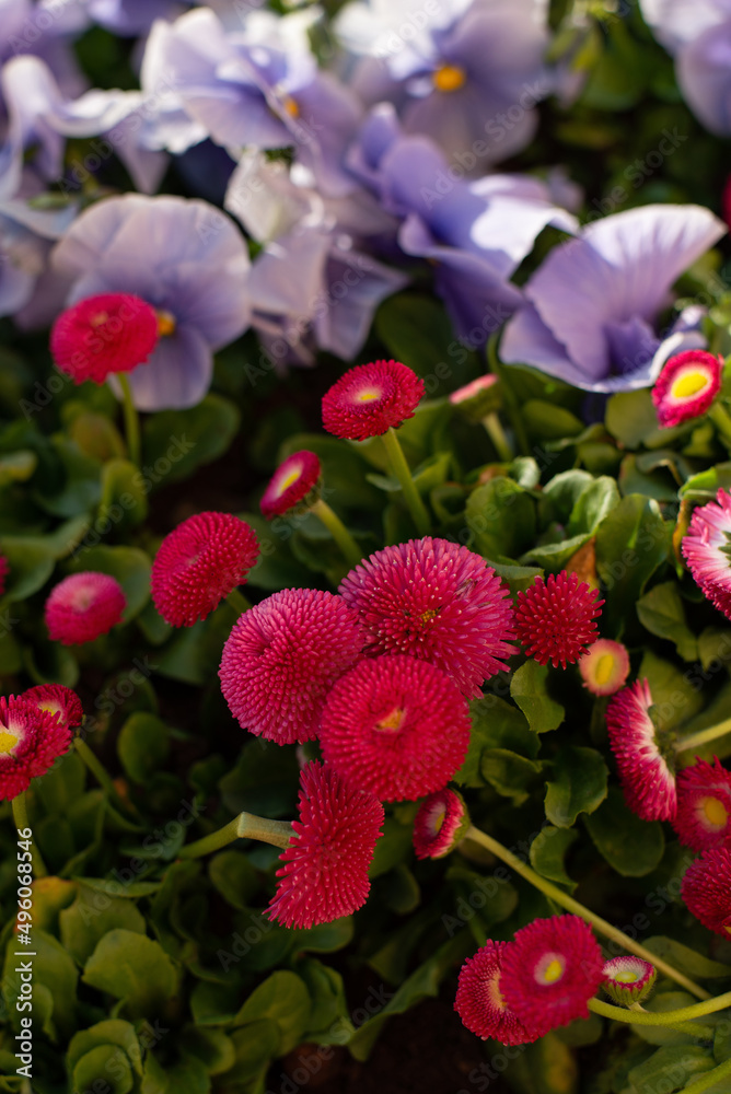 Fototapeta premium Beautiful Pansies and Daisies. Lilac and Pink flowers in a spring garden.
