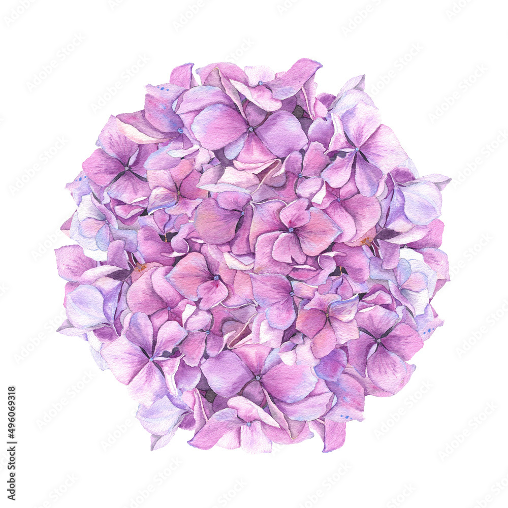 Fototapeta premium Watercolor hydrangea. Isolated illustration on white background. Hand drawn painting.