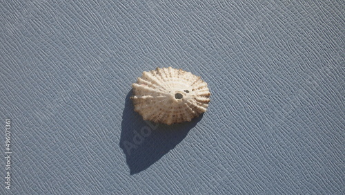 Seashell of sea snail Cayenne keyhole limpet (Diodora cayenensis) on a blue background. Place of find: Atlantic Ocean, Cuba, Varadero