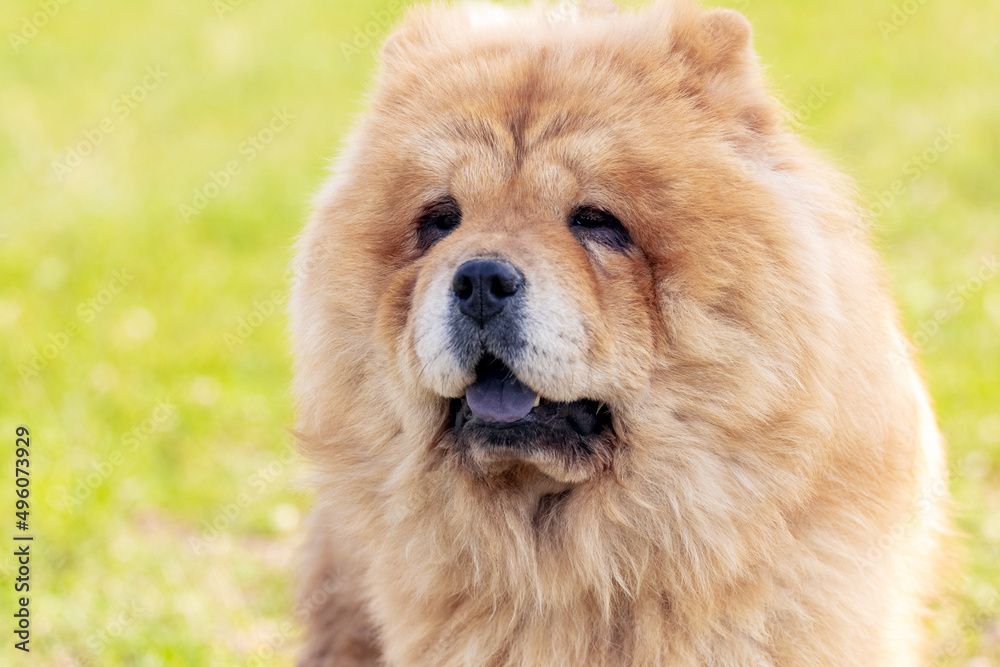 Chow chow dog, dog close-up portrait in sunny weather