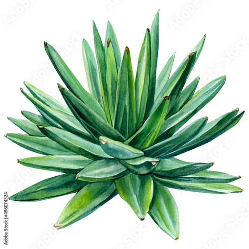 succulent, aloe watercolor illustration, botanical painting