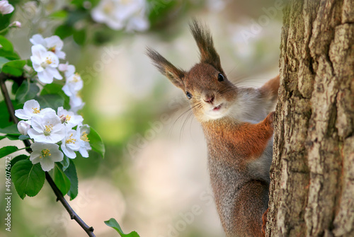 cute squirrel sitting on a tree in a sunny spring garden among white apple bl...