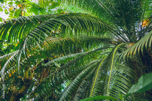 Tropical background green leaf plant South America forest jungle palm. The background image is green, the colors of the leaves are perfect for seasonal use.