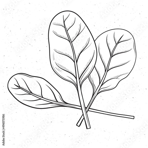 Hand drawn spinach leaves vector illustration