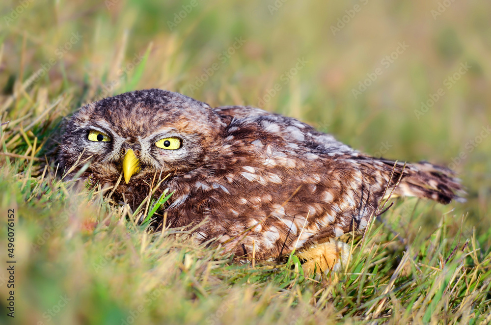 Owl on the ground in grass - Athene noctua Owl on the ground in grass - Athene noctua