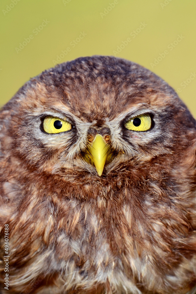 Fototapeta premium owl portrait , yellow eyes and beak - Athene noctua
