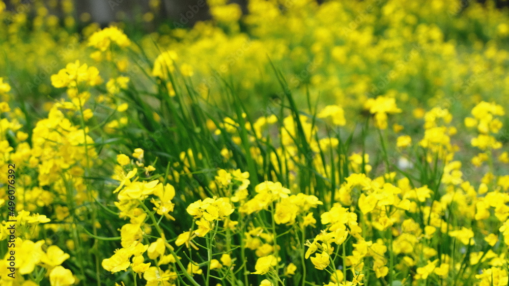 field of yellow flowers field of yellow flowers