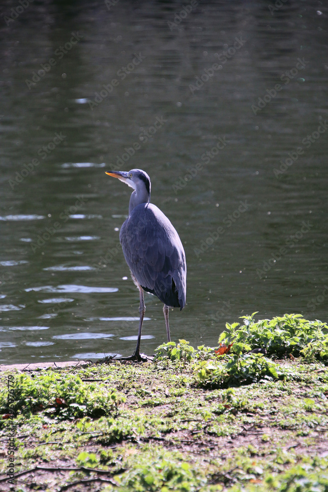 Fototapeta premium A close up of a Grey Heron 