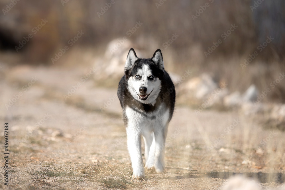 Beautiful Husky breed dog in nature