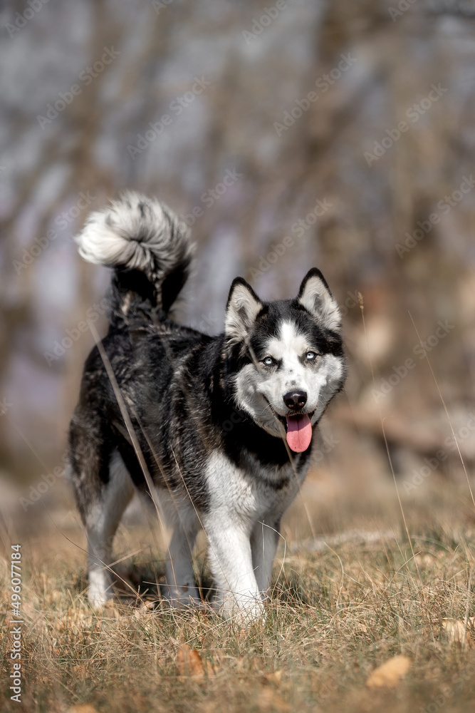 Beautiful Husky breed dog in nature