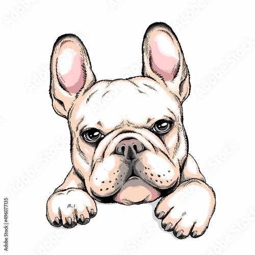 Cute french bulldog sketch. Vector illustration in hand-drawn style . Image for printing on any surface
