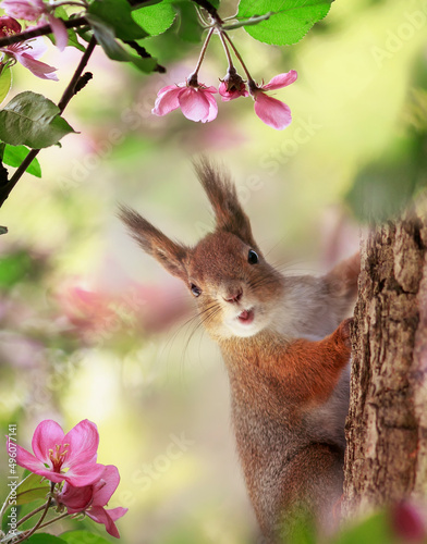 cute squirrel sitting on a tree in a sunny spring garden among pink apple blo...