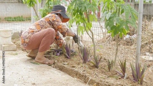 Asian woman planting Boat lily or Moses in cradle plant in the garden. photo