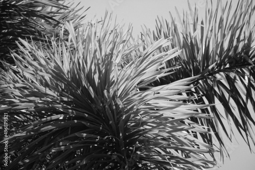 close up Foxtail Palm , Wodyetia bifurcata Irvine. photo