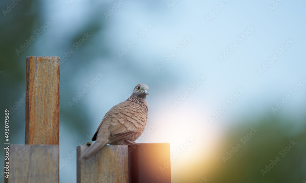 brown pigeon on wooden fence looking at camera brown pigeon on wooden fence looking at camera